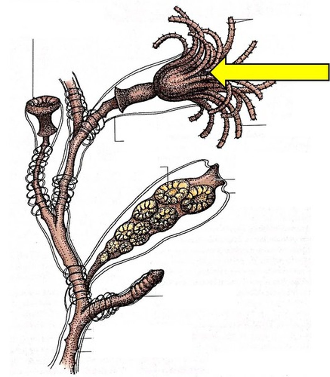 <p>What structure is being pointed to?</p>