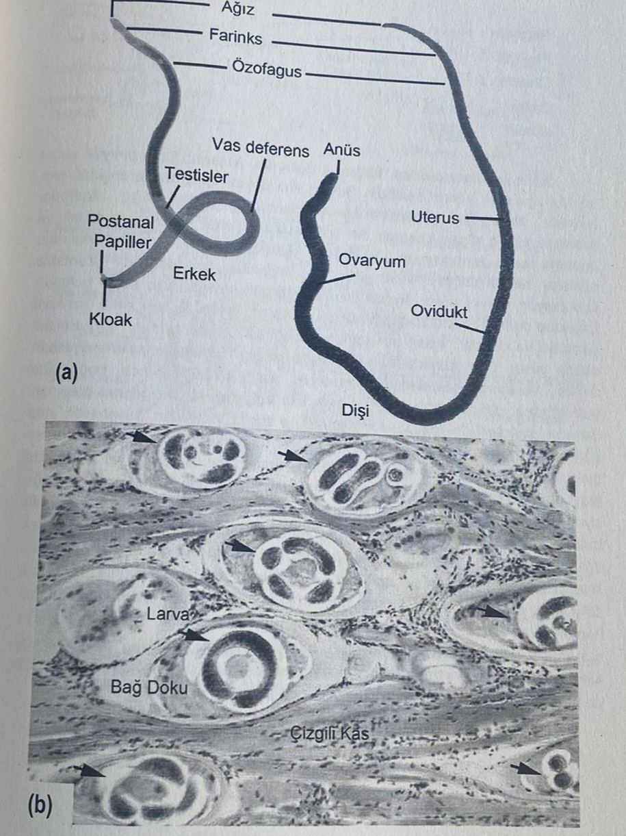 <p>Regnum: Animalia<br>Phylum: Nematoda (Nemathelminthes)<br>Classis: Adenophorea (Aphasmidia)<br>Ordo: Trichurida (Trichinellida)<br>Genus: Trichinella</p>