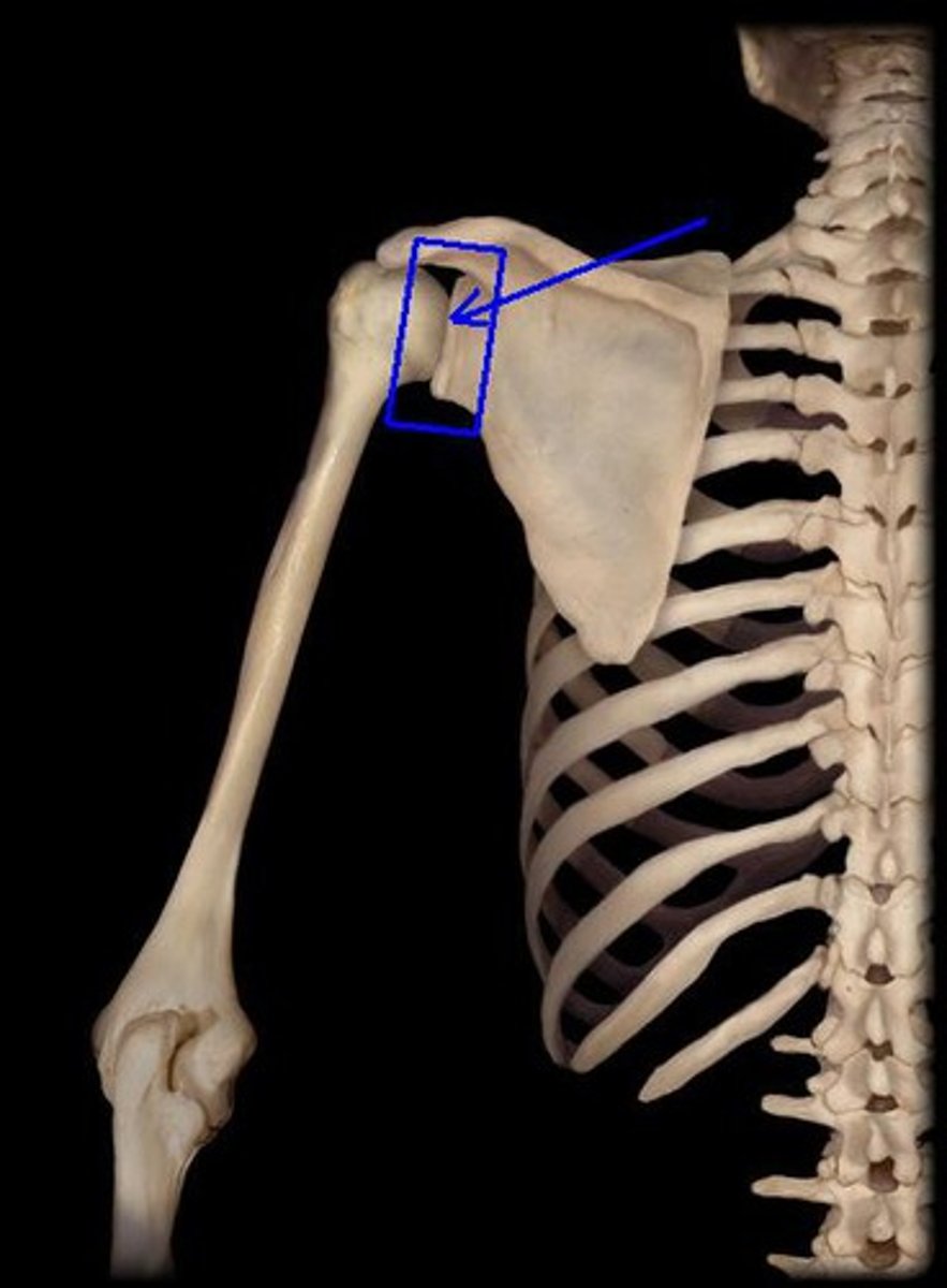 <p>shoulder joint; articulation between the glenoid cavity of the scapula and head of the humerus, ball and socket joint</p>