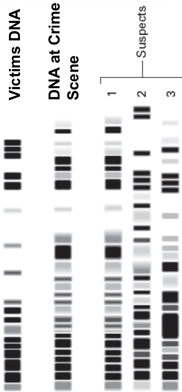 <ul><li><p><span>DNA Fingerprint is simply a ‘<mark data-color="green" style="background-color: green; color: inherit;">pattern</mark>’ produced on a piece of photographic film</span></p></li><li><p><span>can we say 100% that suspect 1 committed the crime?</span></p><ul><li><p><span>no fingerprint just establishes whether a suspect is likely to have been present at a crime scene</span></p></li></ul></li></ul><p></p>