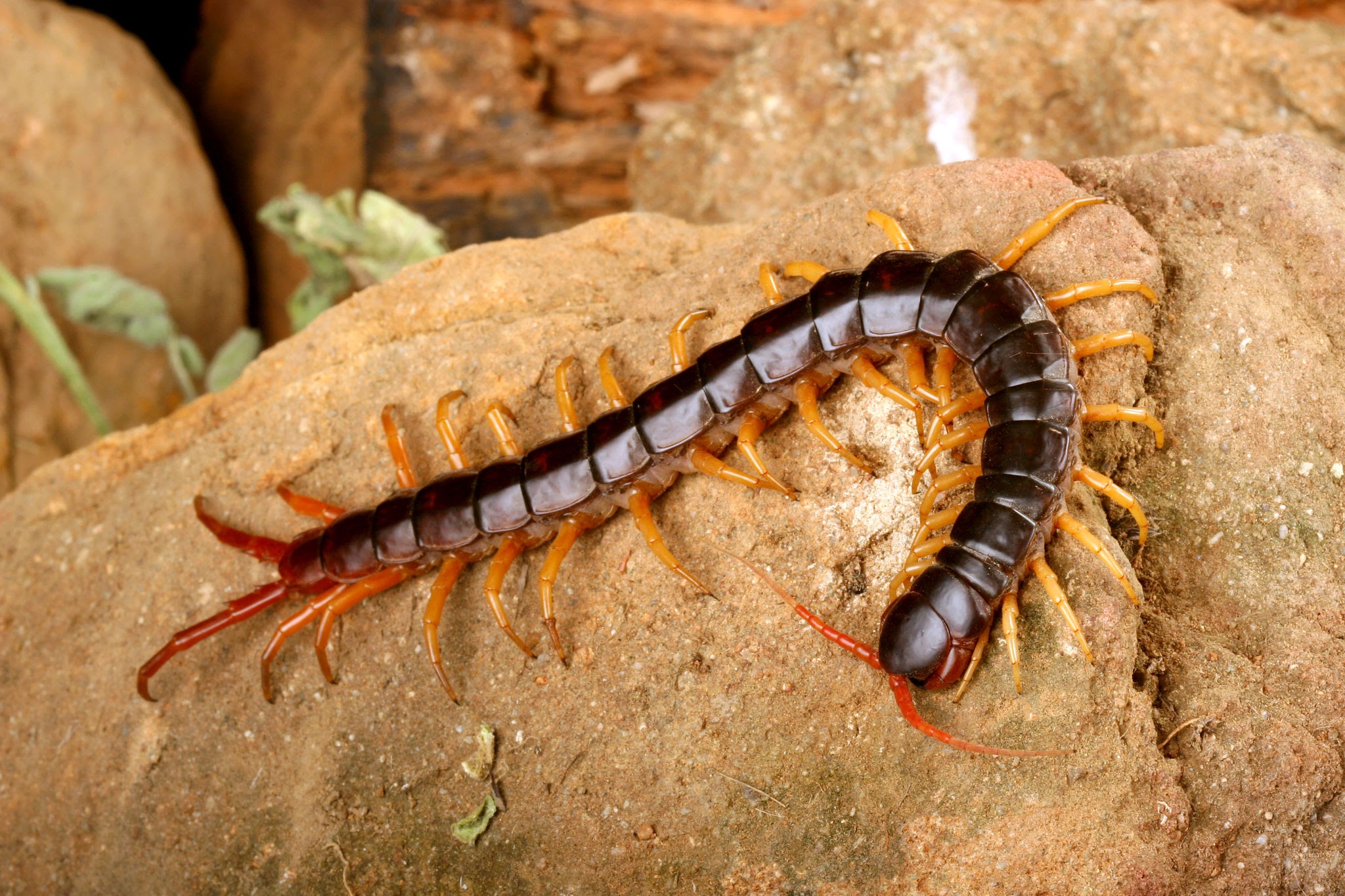 centipedes, millipedes 
