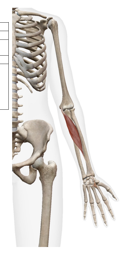 <ul><li><p>Flexor Carpi Radialis (flexor)</p></li></ul><p></p><p>Origin</p><ul><li><p>meidal epicondyle of humerous&nbsp;</p></li></ul><p>Insertion</p><ul><li><p>Base of 2nd and 3rd metacarals</p></li></ul><p></p>