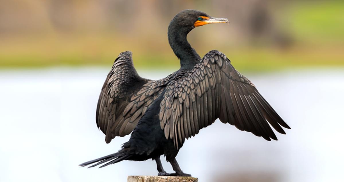 <p>Bulkier, orange throat, more common inland.</p>