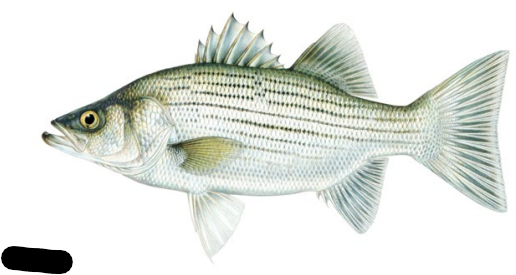 <p>Hybrid of Female Striped Bass and Male White Bass</p>