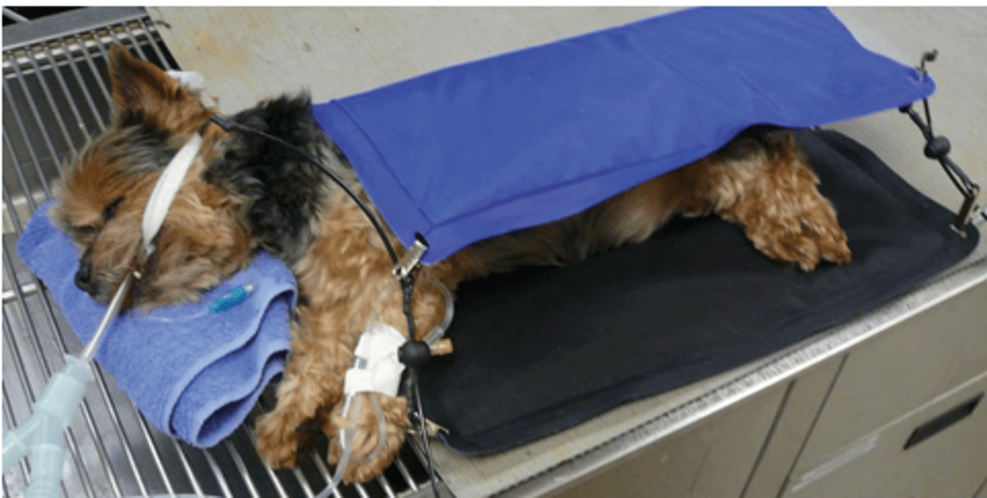<p>Why are small anaesthetised patients at risk of hypothermia? What do we do to reduce this risk?</p>