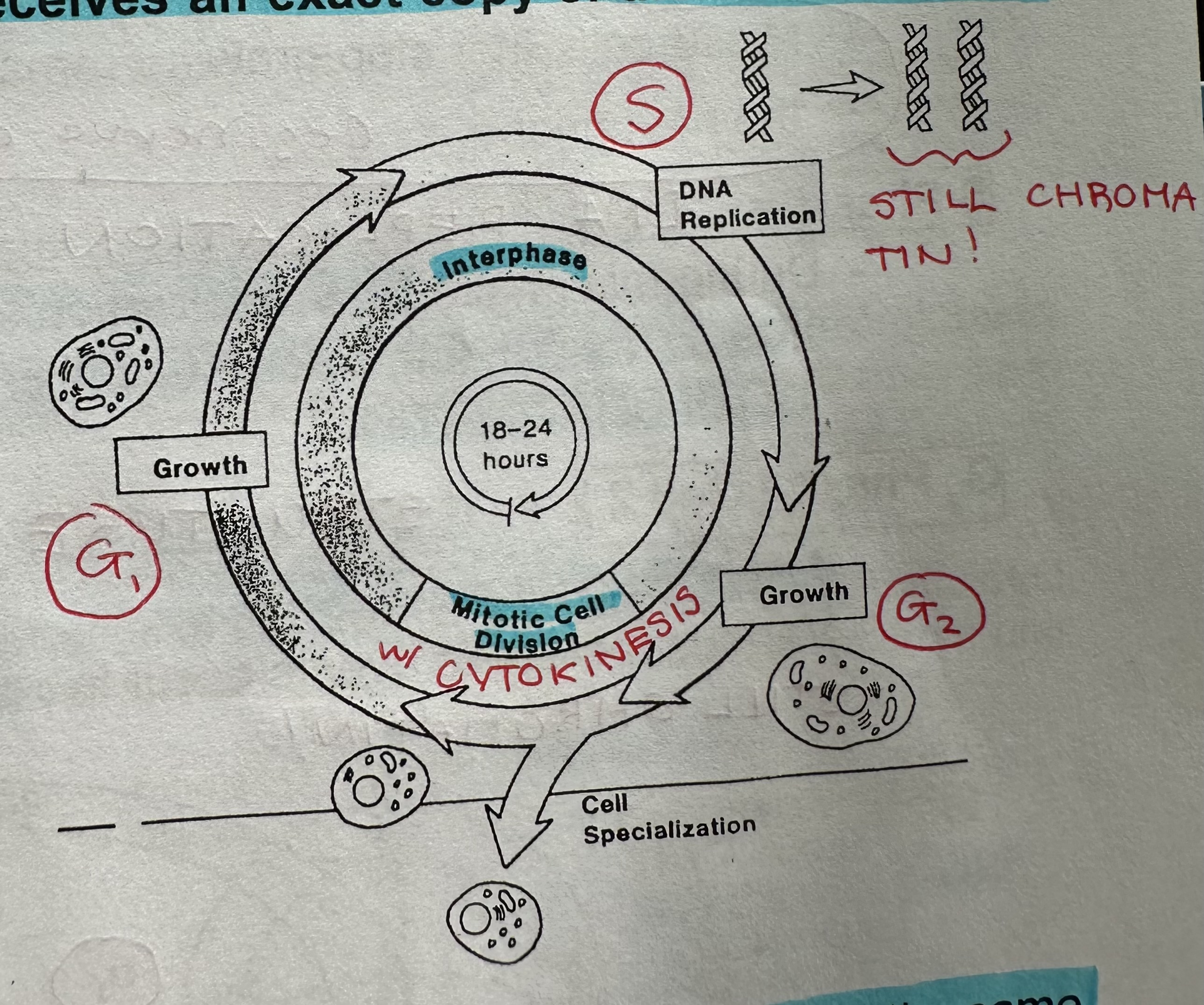 <p>sequence of cell growth and cell division. Between beginning of one mitosis and the beginning of next mitosis. Cells complete cell cycle at different times e.g epithelial intestine cells take 6 to 12 hours, while nerve and muscles cells do not divide when developed.</p>