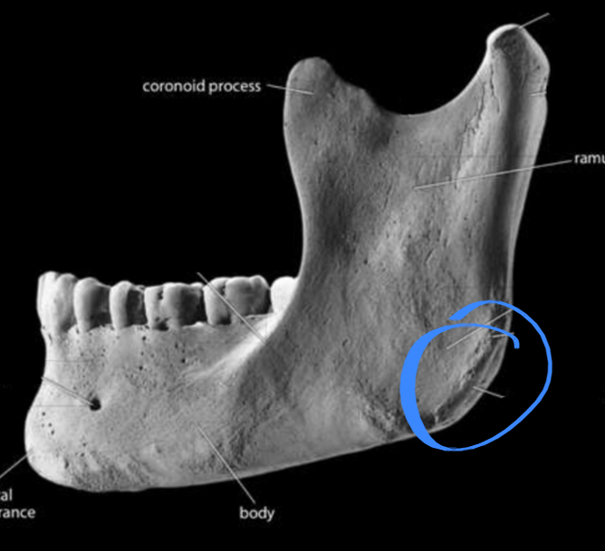<p>Located on the mandible </p>