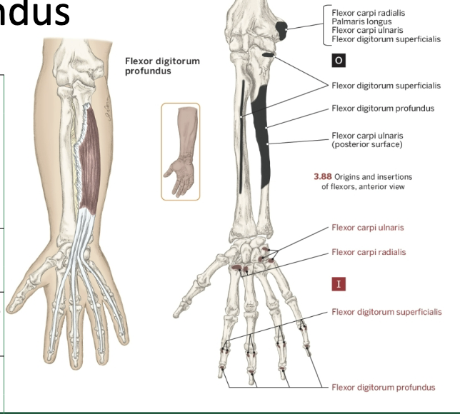 <p>Nerve that the Flexor Digitorum Profundus innervates</p>