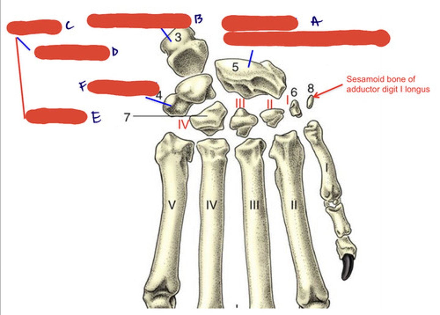 <p>1-4 medial to lateral</p>