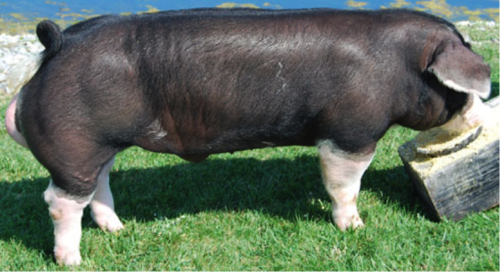 <p>What is this swine breed?</p>
