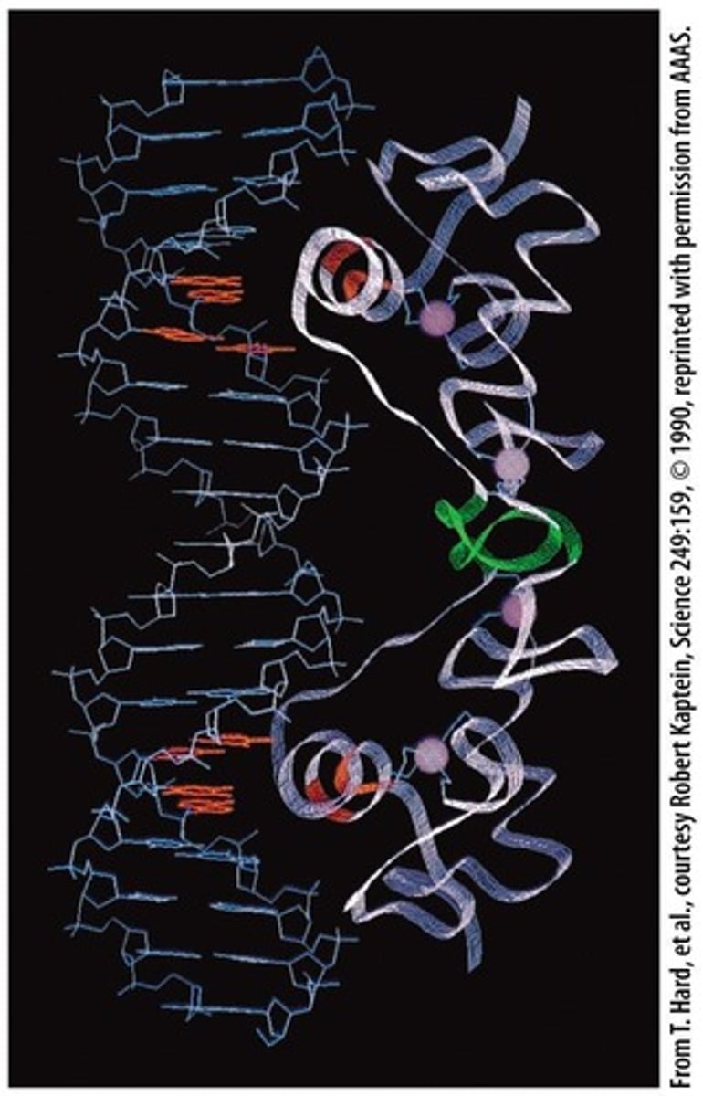 <p>A group of proteins that control the rate of transcription of genetic information from DNA to messenger RNA, by binding to promoter region</p>