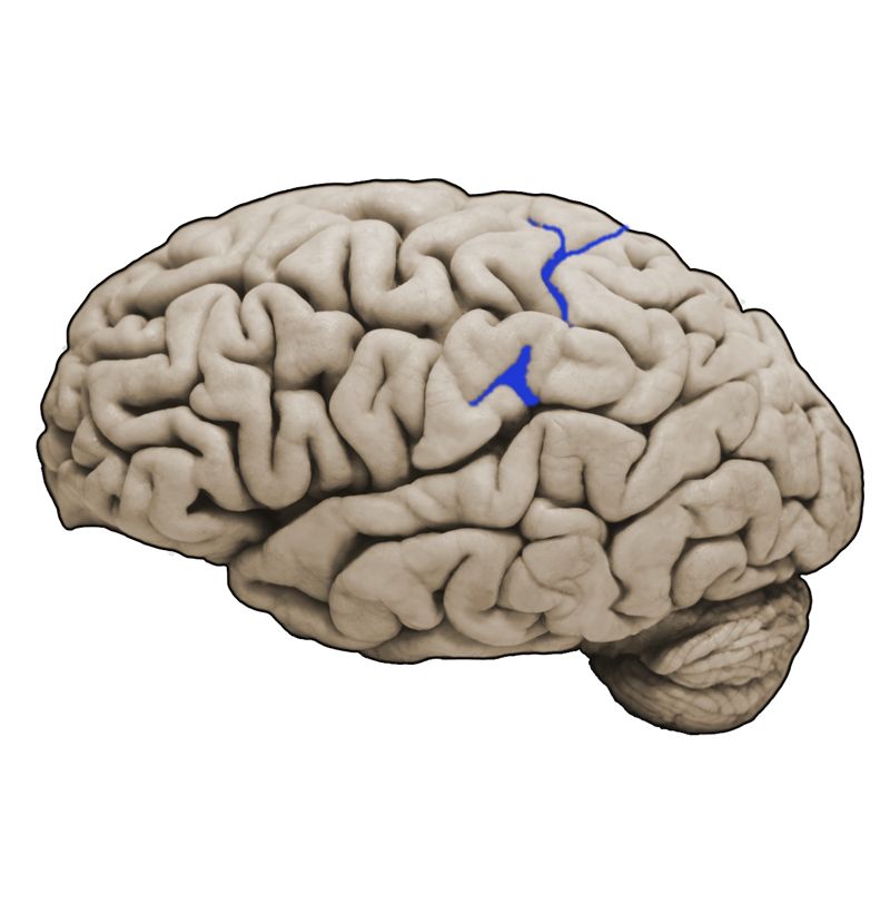 <p>What structure is this and what is the function?</p>