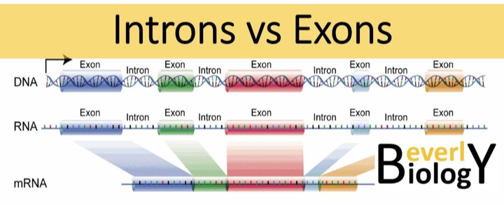 <p>What are introns and exons?</p>