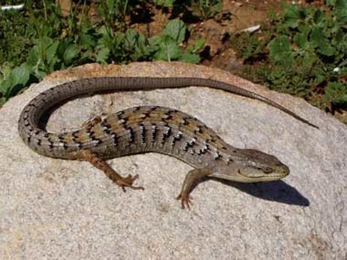 <p>Glass lizards and alligator lizard</p>