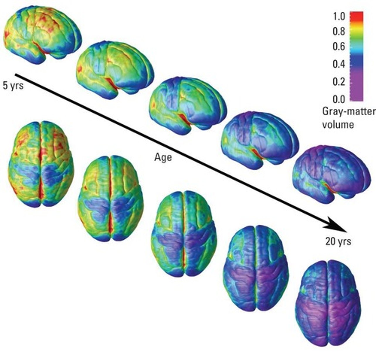 <p>The frontal lobe is the last brain region to mature, with maturation extending beyond age 20.</p>