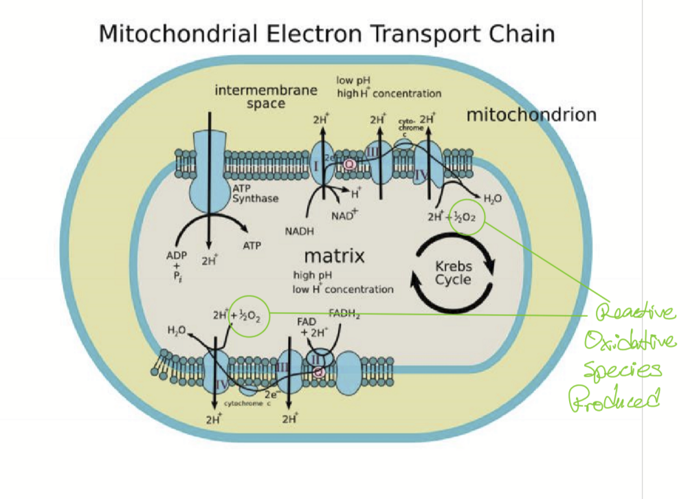 <p><strong>It is formed during mitochondrial metabolism. </strong></p>