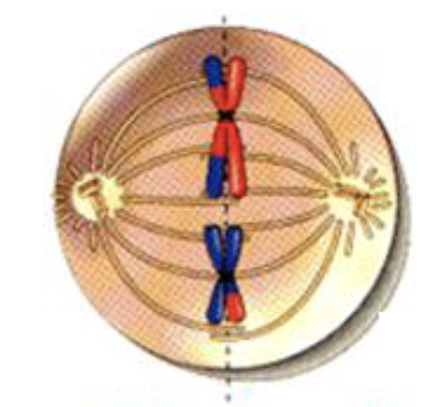 <ul><li><p>microtubules on either end of the cell attach to the centromeres</p></li><li><p>pulling force in opposite directions powered by motor proteins </p><ul><li><p>sister chromatids lined up along the metaphase plate dividing line along the cell</p></li><li><p>sister chromatids are not identical</p></li></ul></li></ul><p></p>