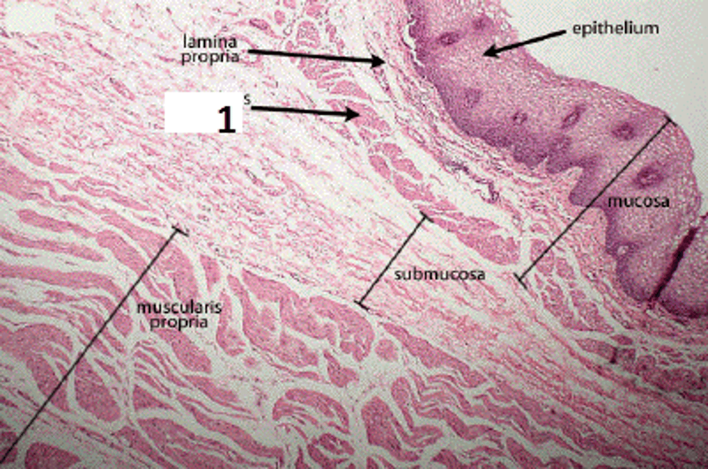 <p>Lines digestive, urinary, respiratory, and reproductive tracts</p><p>Composed of epithlium and lamina properia - areolar CT</p>