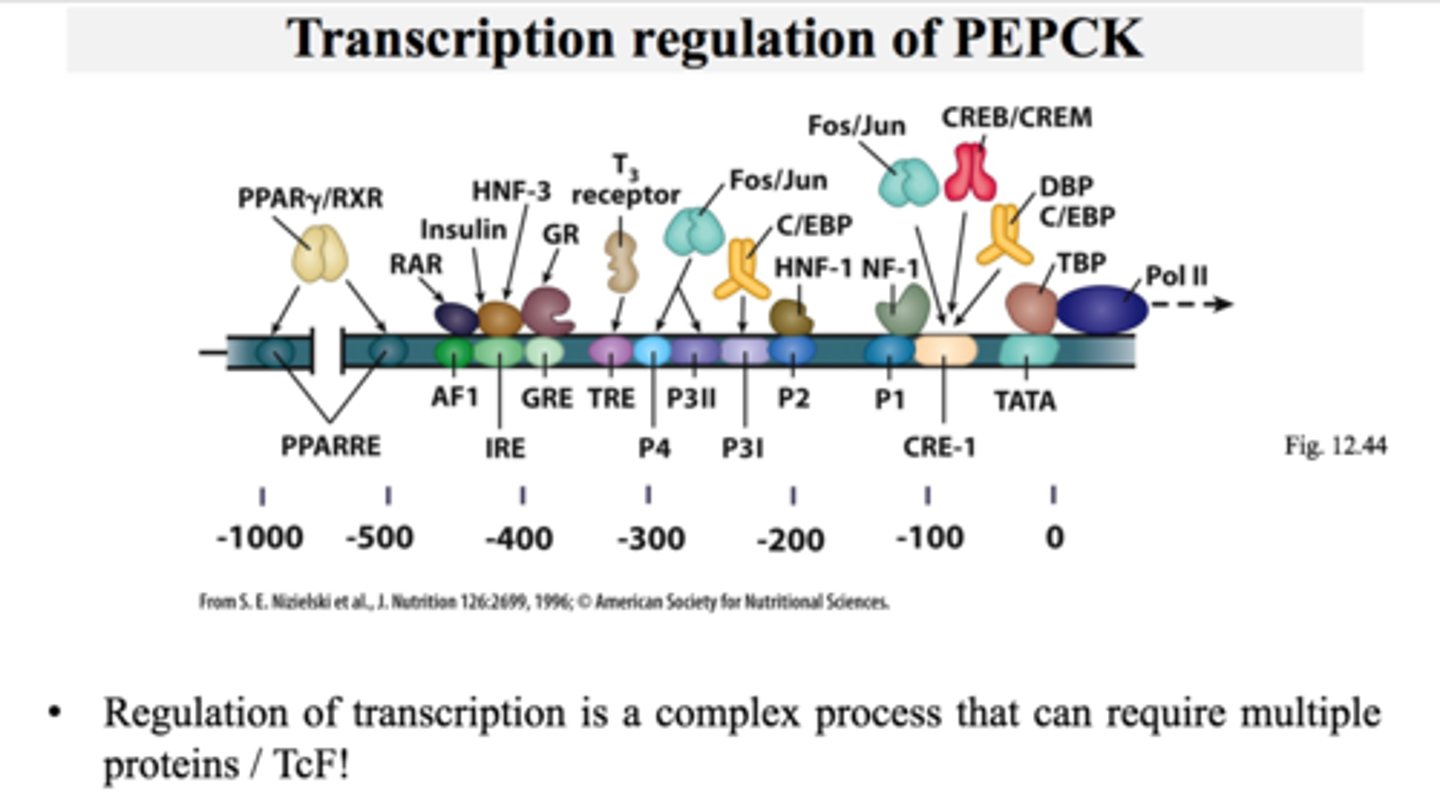 <p>-nontranscribable region of DNA that is capable of binding a repressor protein</p><p>-upstream of structural gene</p>