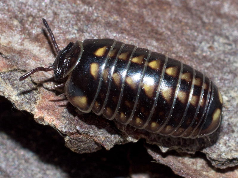 <p>Kmeň Arthropoda → Mandibulata → Podkmeň Myriapoda → Trieda Diplopoda</p>