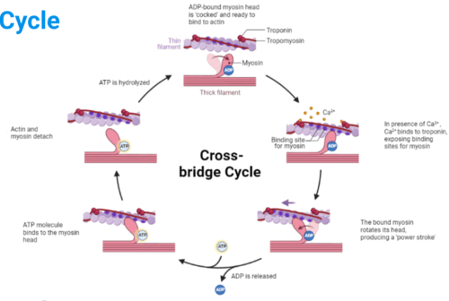 <p>- As long as Ca²⁺ are present and bound to troponin, myosin will repeatedly bind and pull on the actin in a crossbridge cycle</p>