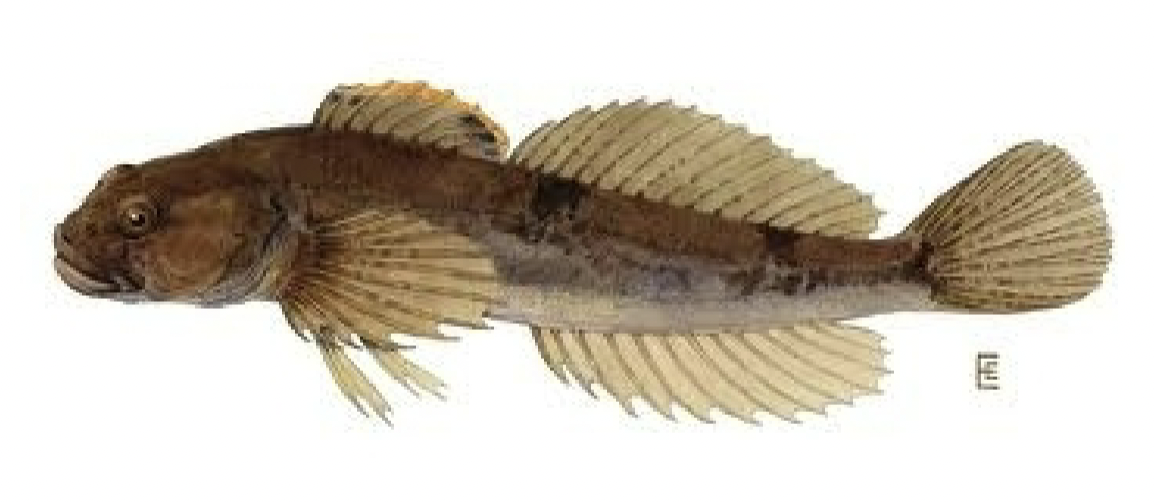 <p>cottidae</p>