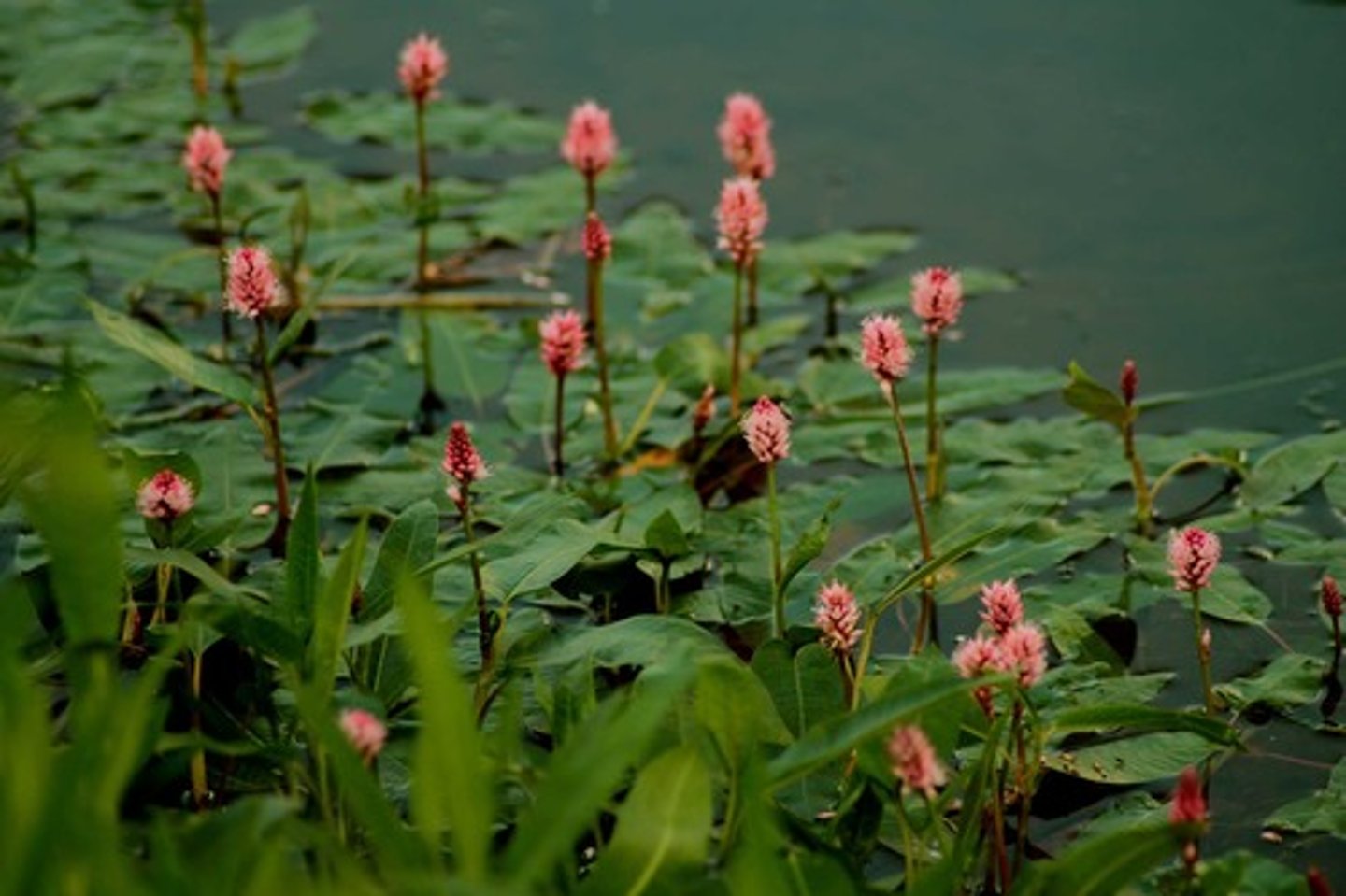 <p>Water Smartweed</p>