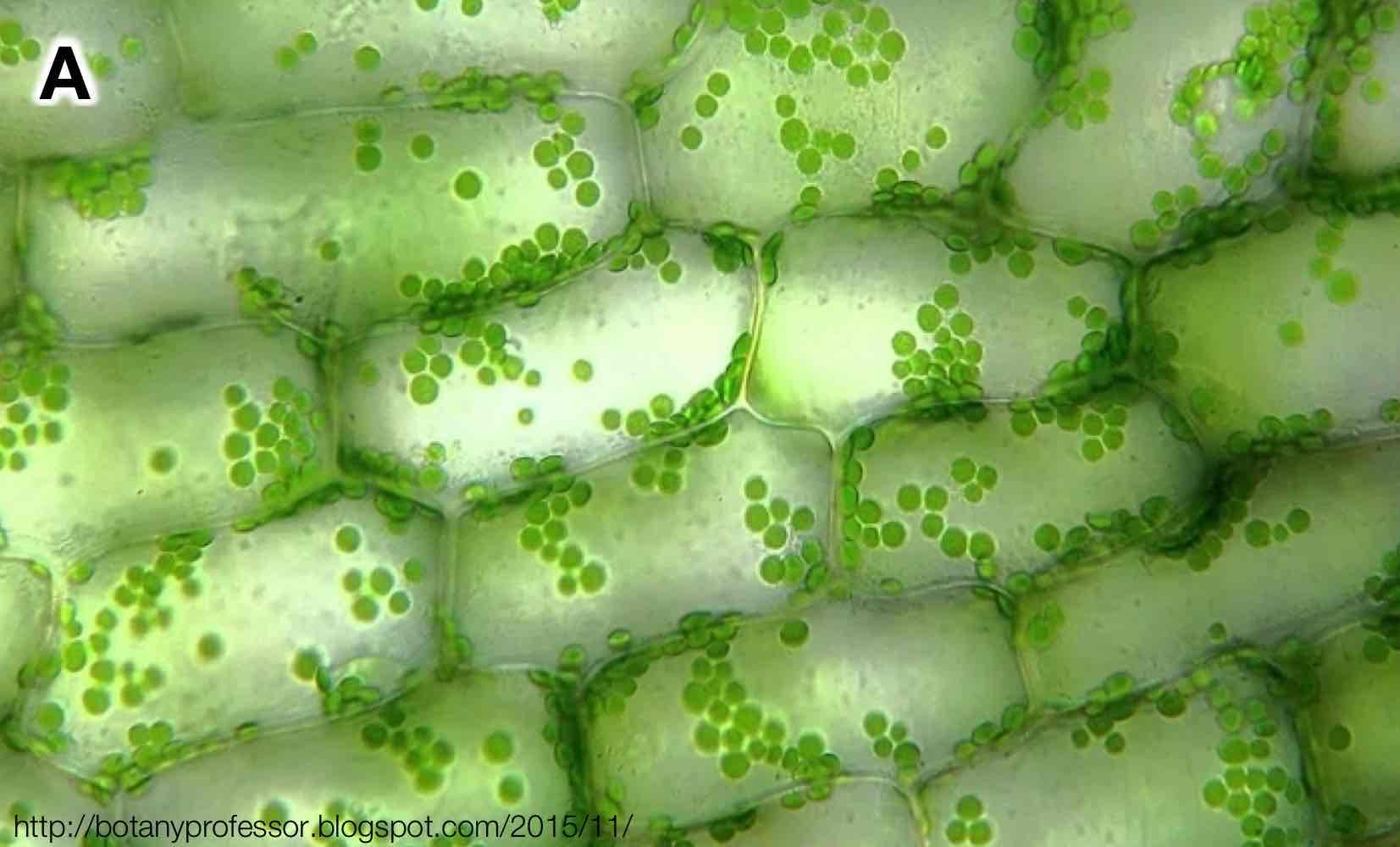 <p>Parenchyma of leaves function as primary site of photosynthesis, i.e. the cells of tissue mesophyll.</p>