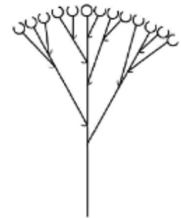 <p>Corymbs inflorescence </p>