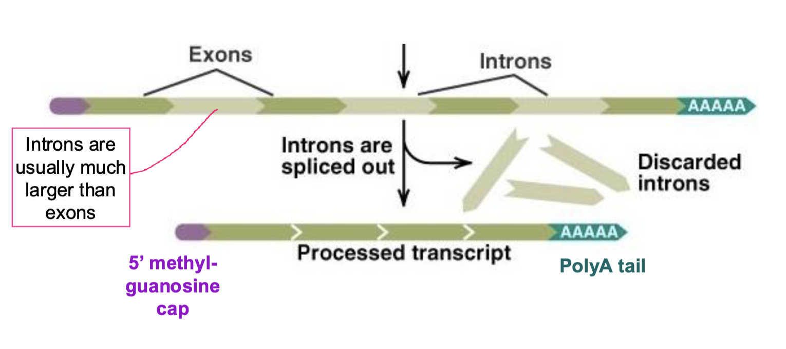 <p>mRNA splicing</p><ul><li><p>introns are splices out&nbsp;</p></li><li><p>occurs at sites determined by consensus sequences</p></li><li><p>multiple proteins needed to cut and paste&nbsp;</p></li><li><p>takes place in nucleus</p></li><li><p>splices out introns degraded and nucleotides recycled</p></li><li><p>splicing patterns vary under different conditions (alternative splicing)</p></li><li><p>introns larger than exons</p></li></ul><p></p><ul><li><p>links up exons from within a given gene, not exons within different genes</p></li><li><p>re</p></li></ul><p></p>