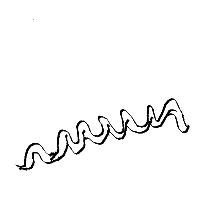 <p>a worm</p>
