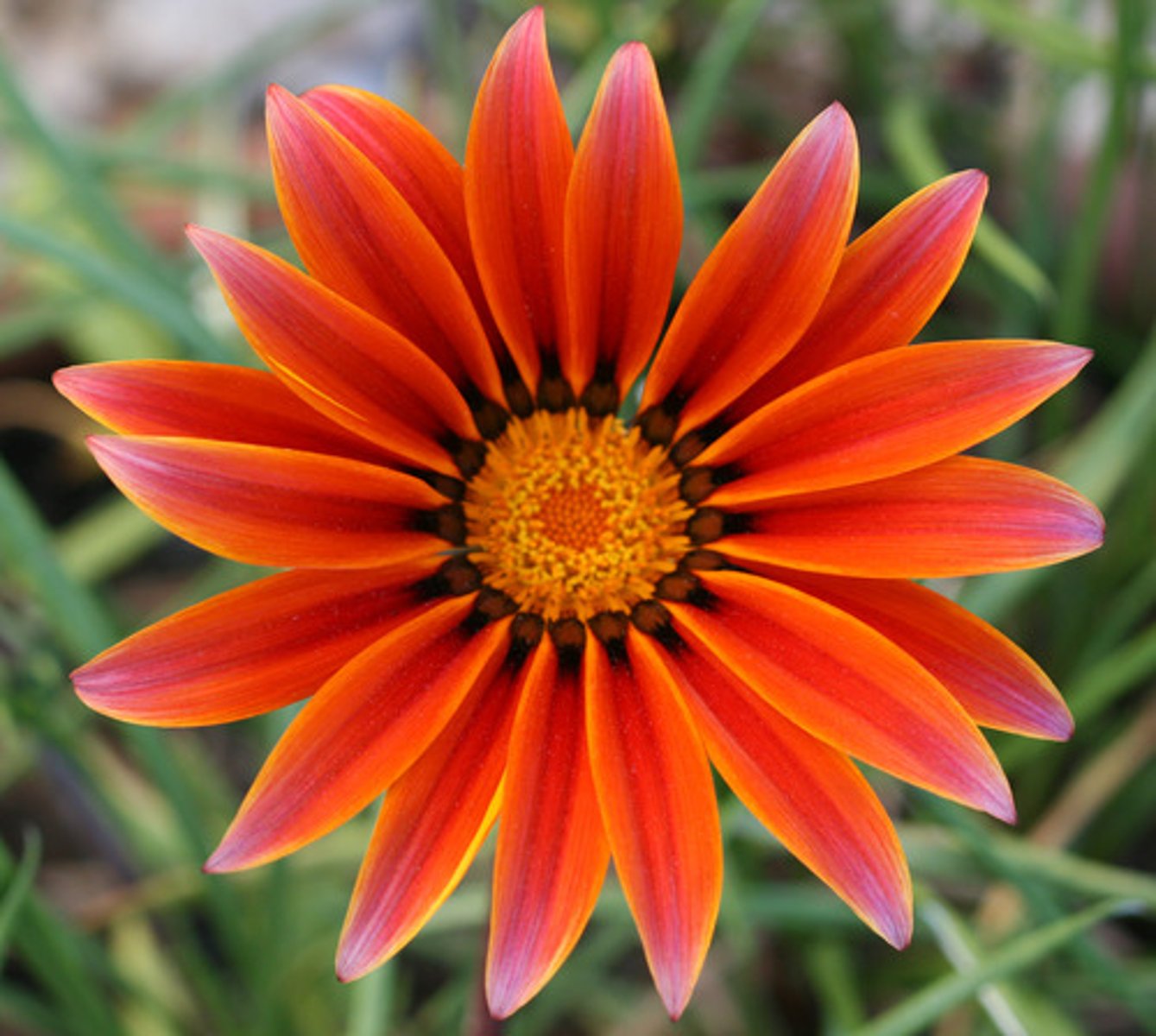 <p>The quality of having many lines of symmetry that all pass through a central point.</p>
