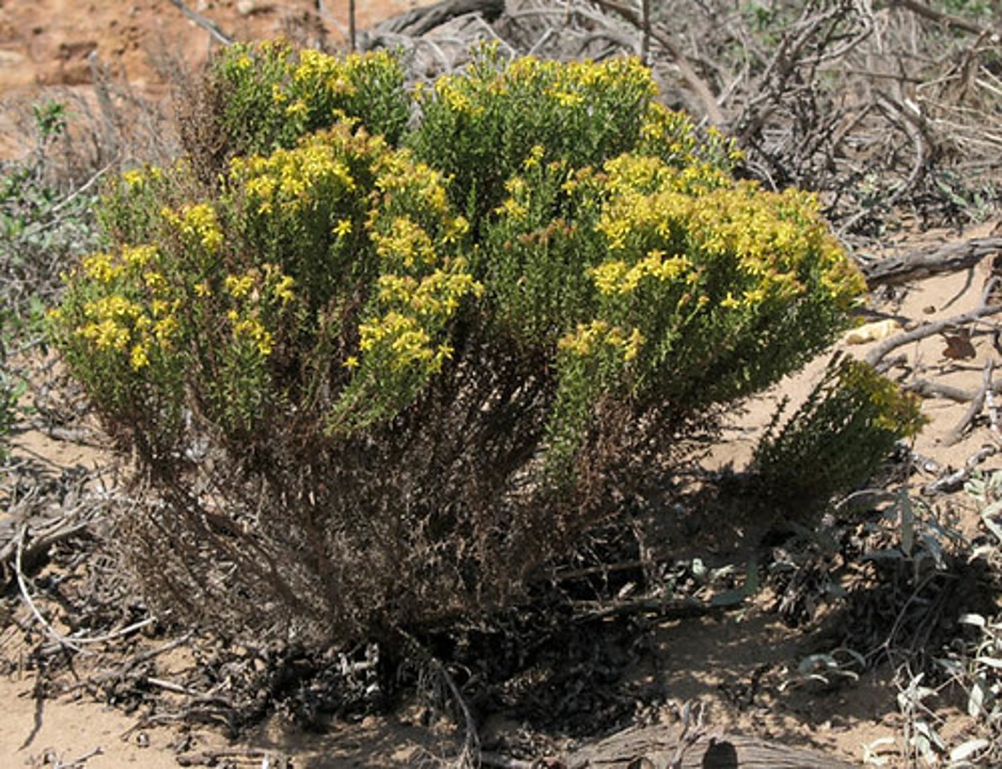 <p>Ericameria ericoides (coastal dune scrub)</p><p>Leaves: Needle-like, alternate, resinous texture.</p><p>Flowers: Yellow daisy-like blooms.</p><p>Ecology: Sand stabilizer, attracts pollinators.</p>