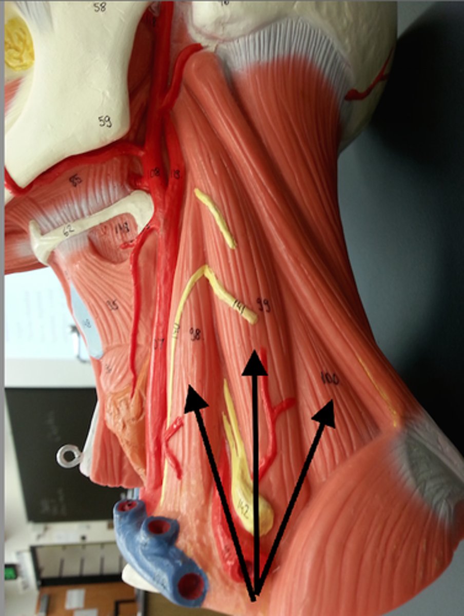 <p>right and left and middle muscles elevate first ribs during deep inhalation</p>