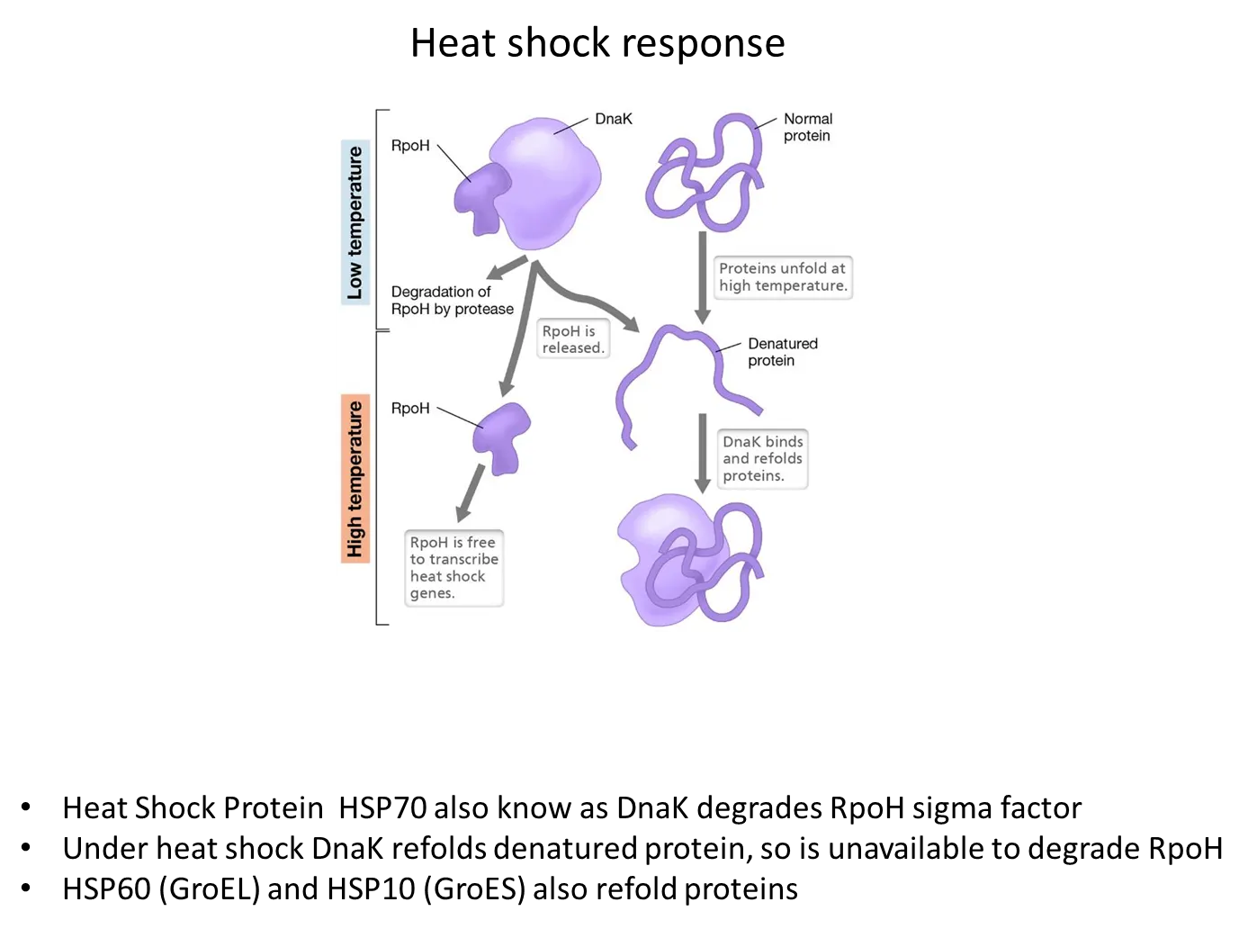 <ul><li><p>at <strong>low temperatures</strong>, the DnaK protein has a high affinity for the RpoH sigma factor and degrades it so heat shock genes aren’t expressed</p></li><li><p>At <strong>high temperatures</strong>, DnaK releases RpoH (which can then transcribe heat shock genes) and starts to bind to and refold denatured proteins instead</p></li></ul><p></p>
