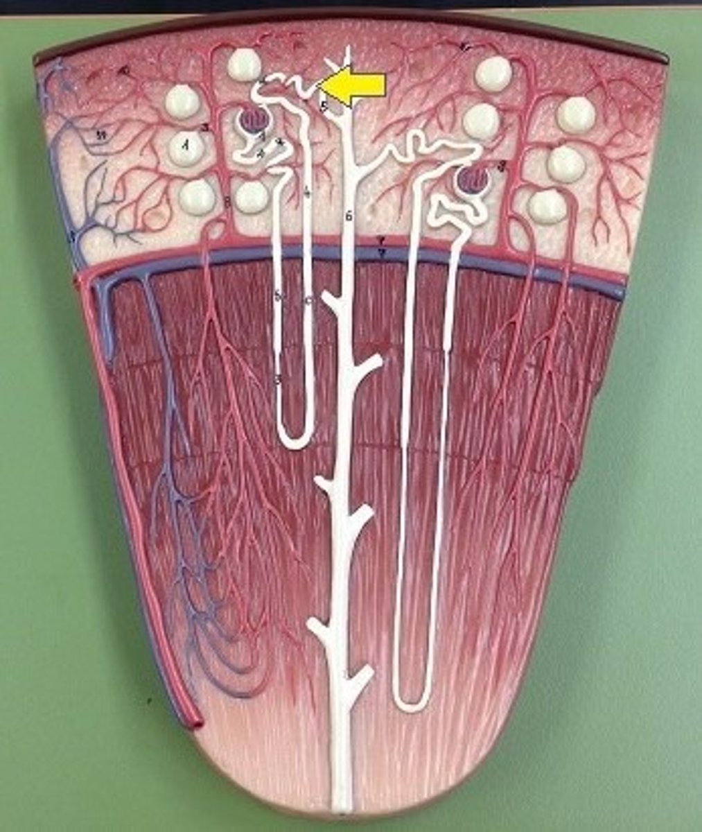 <p>Identify this urinary system structure.</p>