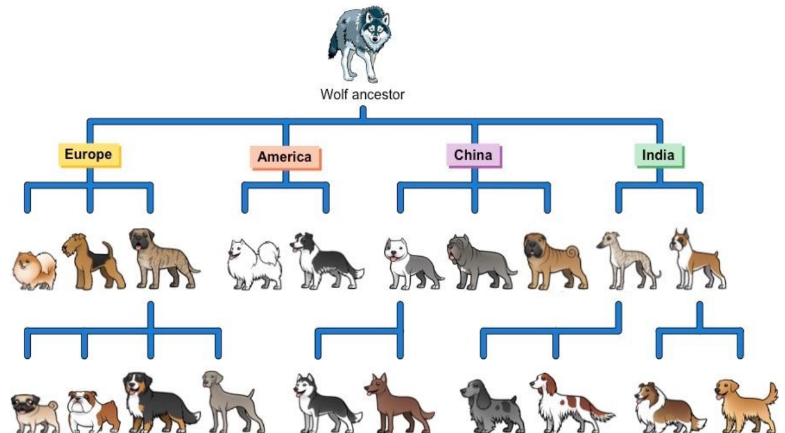 <p>Artificial selection is the identification by humans of desirable traits in plants and animals, and the steps taken to enhance and perpetuate those traits in future generations.</p>