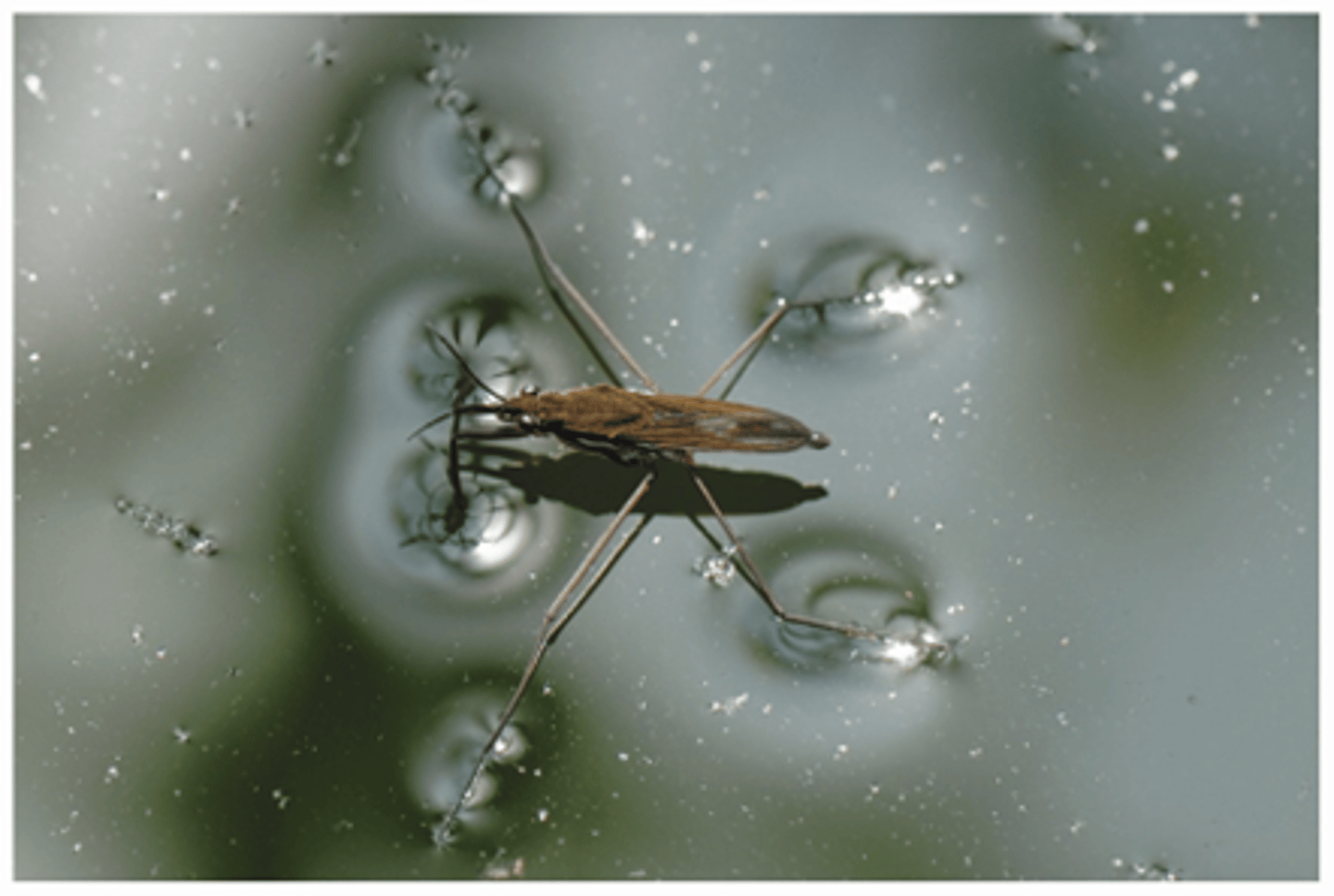 <p>Hoge waarden voor:</p><p>-oppervlaktespanning</p><p>-kookpunt</p><p>-soortelijke warmte [warmte die moet geabsorbeerd worden om 1 g H2O 1°C op te warmen (1 cal/g)] => houdt de lichaamstemperatuur op peil want er is veel warmte verlies bij celademhaling</p><p>-verdampingswarmte [warmte die nodig is om 1g water te doen verdampen] => zweten is een uitstekend afkoelmiddel!</p><p>->Perfecte buffer om onze lichaamstemperatuur op peil te houden</p>