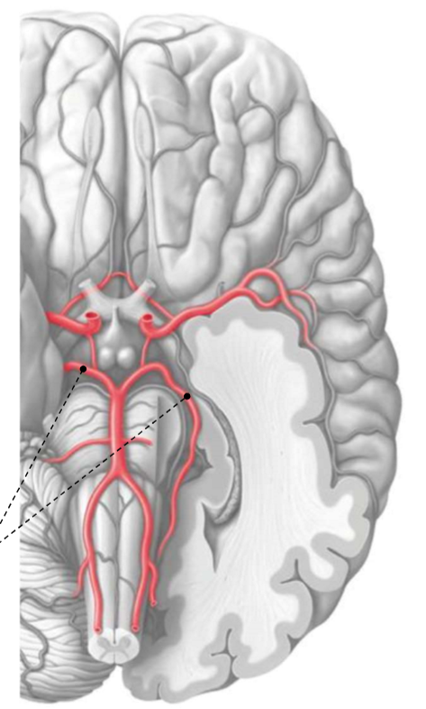 <p>Rechte und Linke…</p>