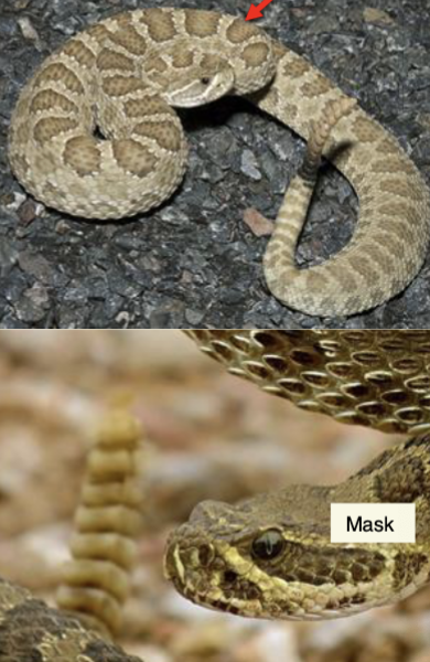 <p>Crotalus viridis - Prairie Rattlesnake</p>