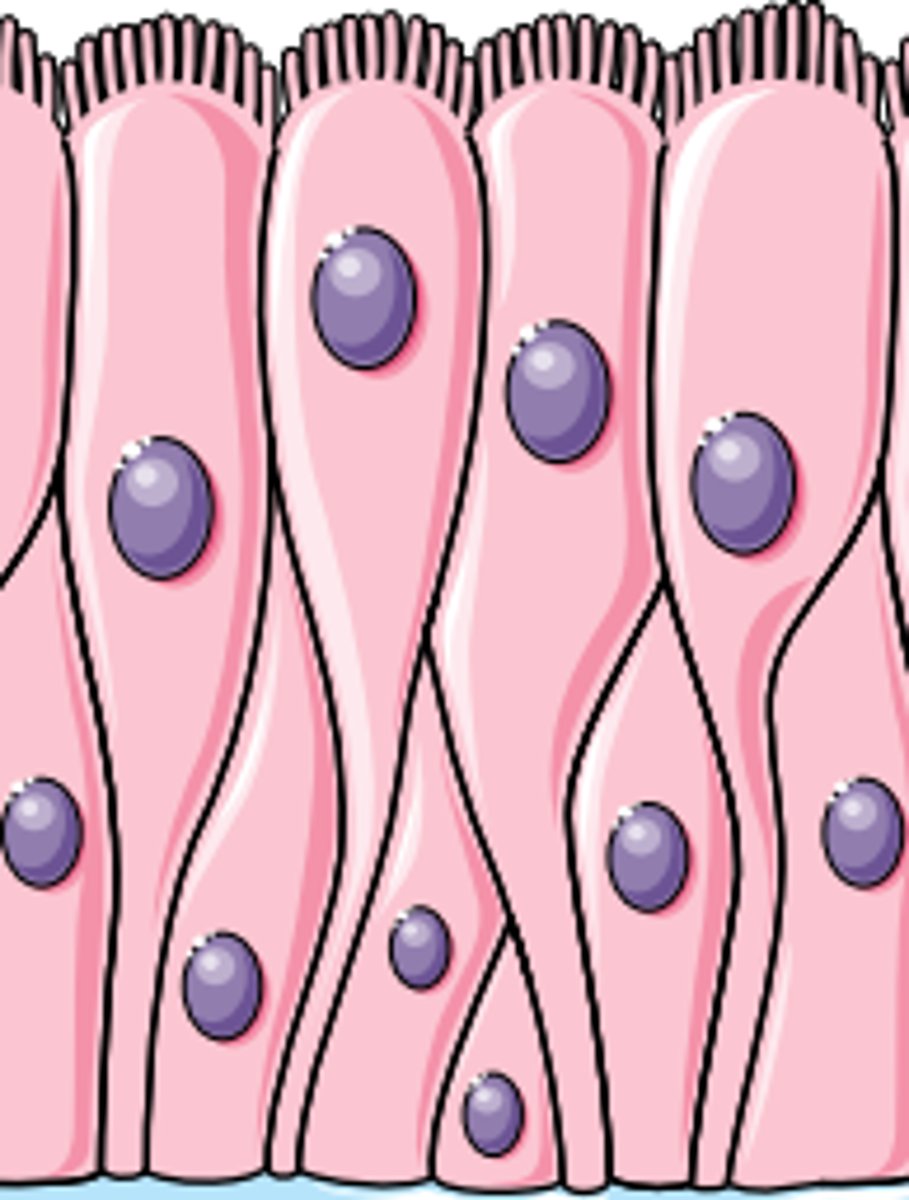 <p>where is this type of epithelium located?</p>