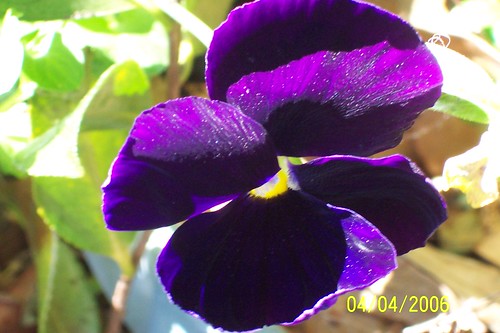 <p>The color of pansies</p>