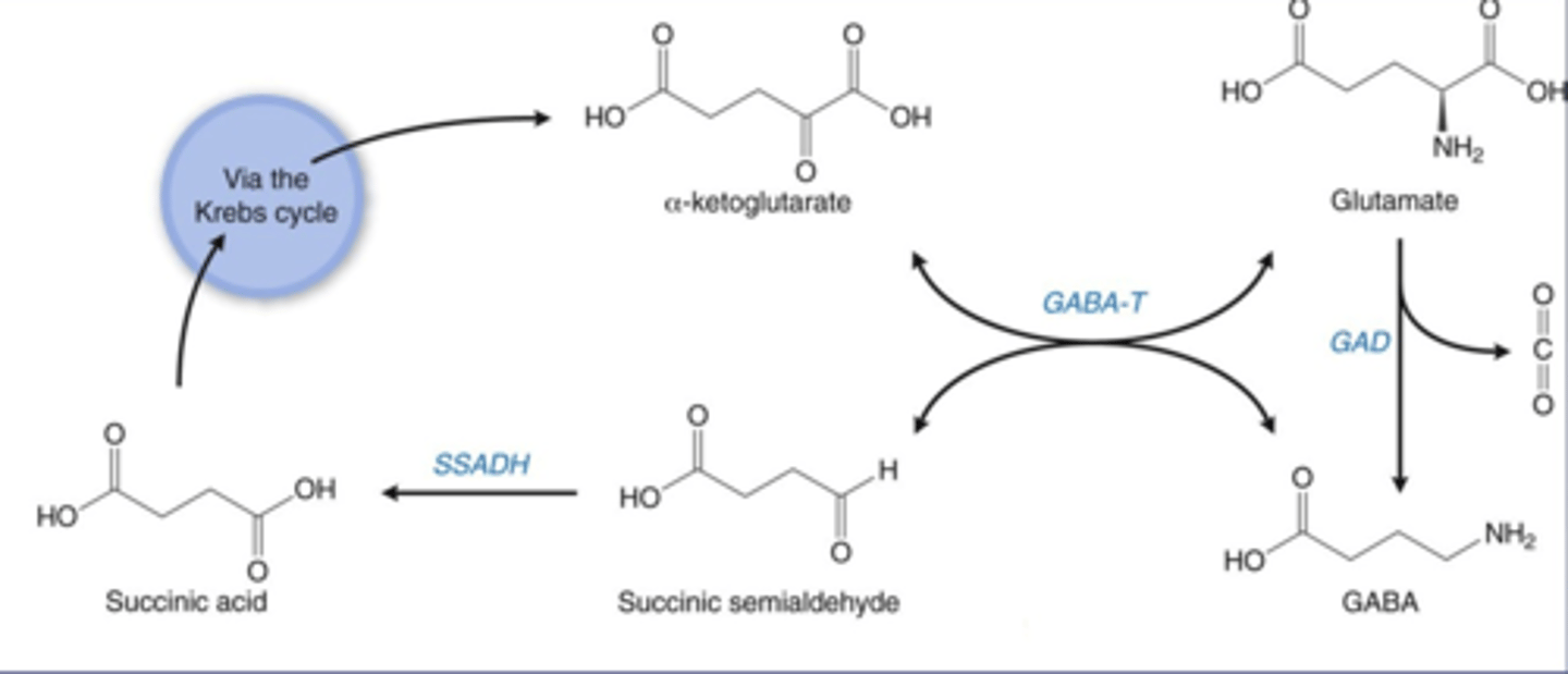 <p>Glutamic acid decarboxylase (GAD) converts glutamate into GABA.</p>