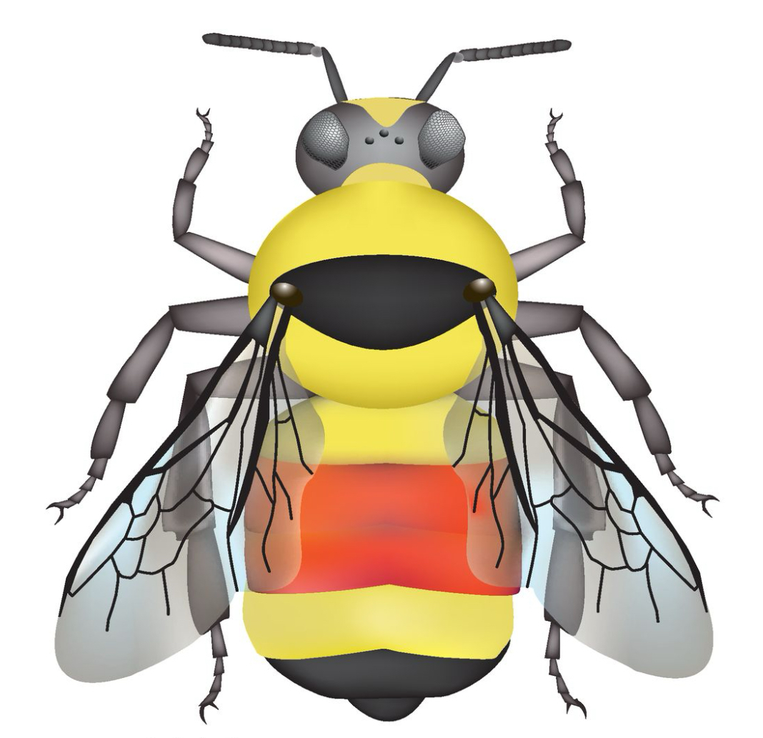 <p>Face - yellow</p><p>Cheek -&nbsp;</p><p>Vertex - yellow</p><p>Thorax -</p><p>Wings -</p><p>Abdomen -</p>