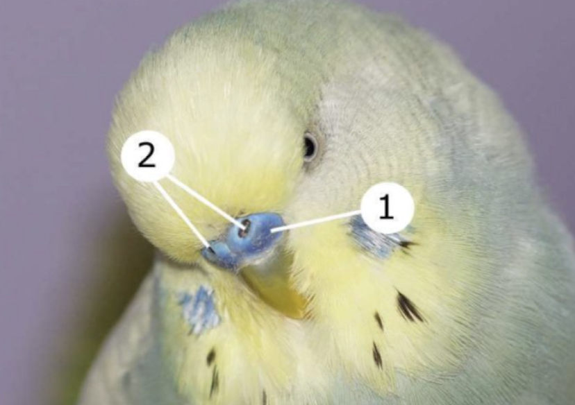 <p>Identify the two structures shown in the picture.</p>