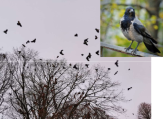 <p>Habitat: Hela landet gärna i anslutning till bebyggelse. </p><p>Övrigt: Allätare. </p><p>I England, Wales, södra Skottland samt sydvästra Europa är kråkan svart. Flyttar inom närområdet. </p>