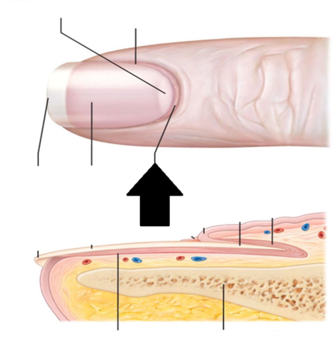 <p>cuticle, consists only of stratum corneum</p>