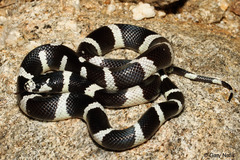 <p>Washington Co. • To 140cm TL • Dietary generalist • Can eat other snakes • Pattern can varytypically large black, small white bars</p>