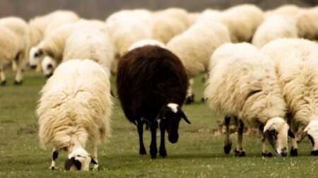 <p>(Idioms) The odd or bad member of the group Example: My oldest brother was the black sheep in our family. He dropped out of school at fifteen.</p>
