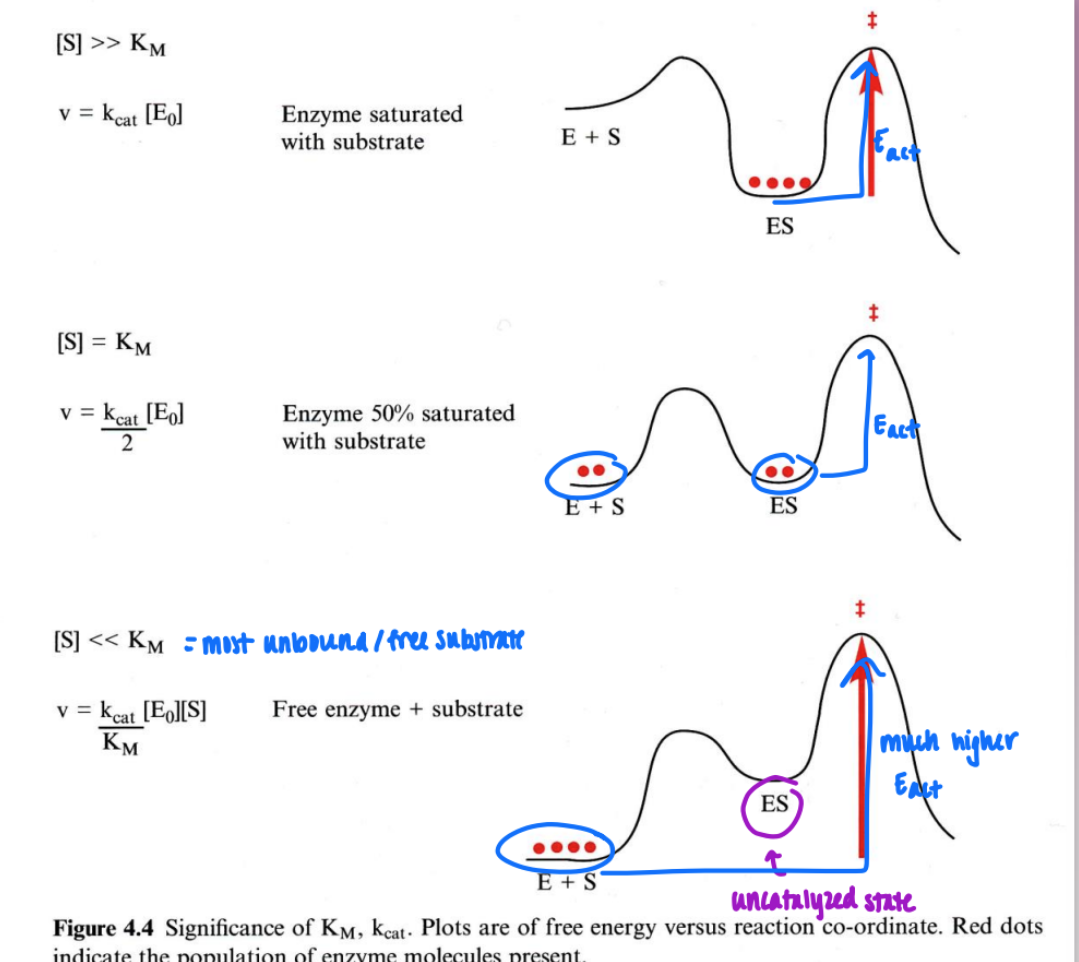 <ul><li><p>[S] &gt; &gt; Km</p><ul><li><p>v = kcat [E0]</p></li><li><p>enzyme sat w/ substrate</p></li><li><p>all ES complex</p></li></ul></li><li><p>[S] = Km</p><ul><li><p>v = kcat/2 x [E0]</p></li><li><p>enzyme ½ sat w/ substrate</p></li><li><p>½ free E and S and ½ ES complex</p></li></ul></li><li><p>[S] &lt; &lt; Km</p><ul><li><p>v = kcat/Km x [E0] x [S]</p></li><li><p>mostly unbound/free substrate</p></li><li><p>uncatalyzed = higher Eact</p></li></ul></li></ul><p></p>